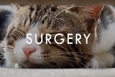 Surgery