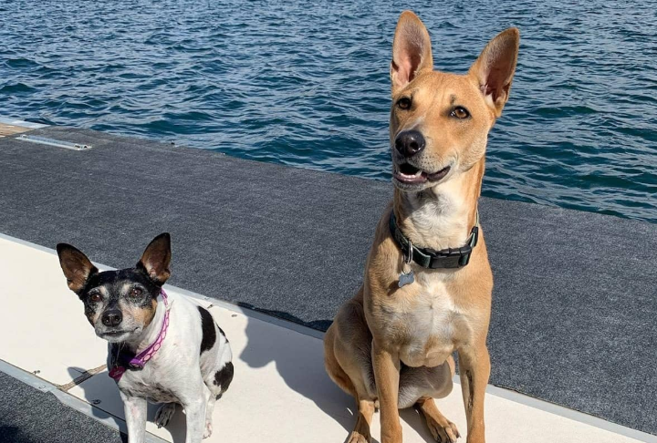 Aquatic Pet Therapy & Water Rehab in Union City, GA | Paws and Claws