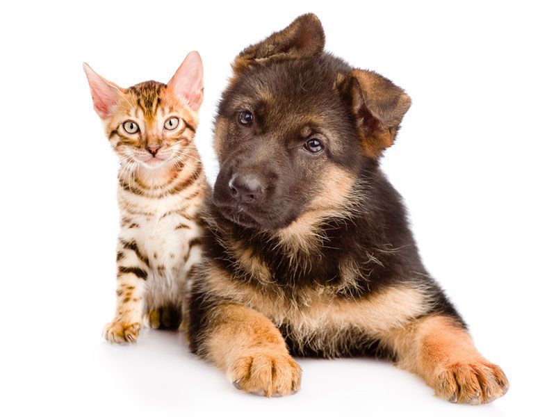 Veterinarian Madison AL - Full-Service Pet Vet | Madison Animal Care  Hospital
