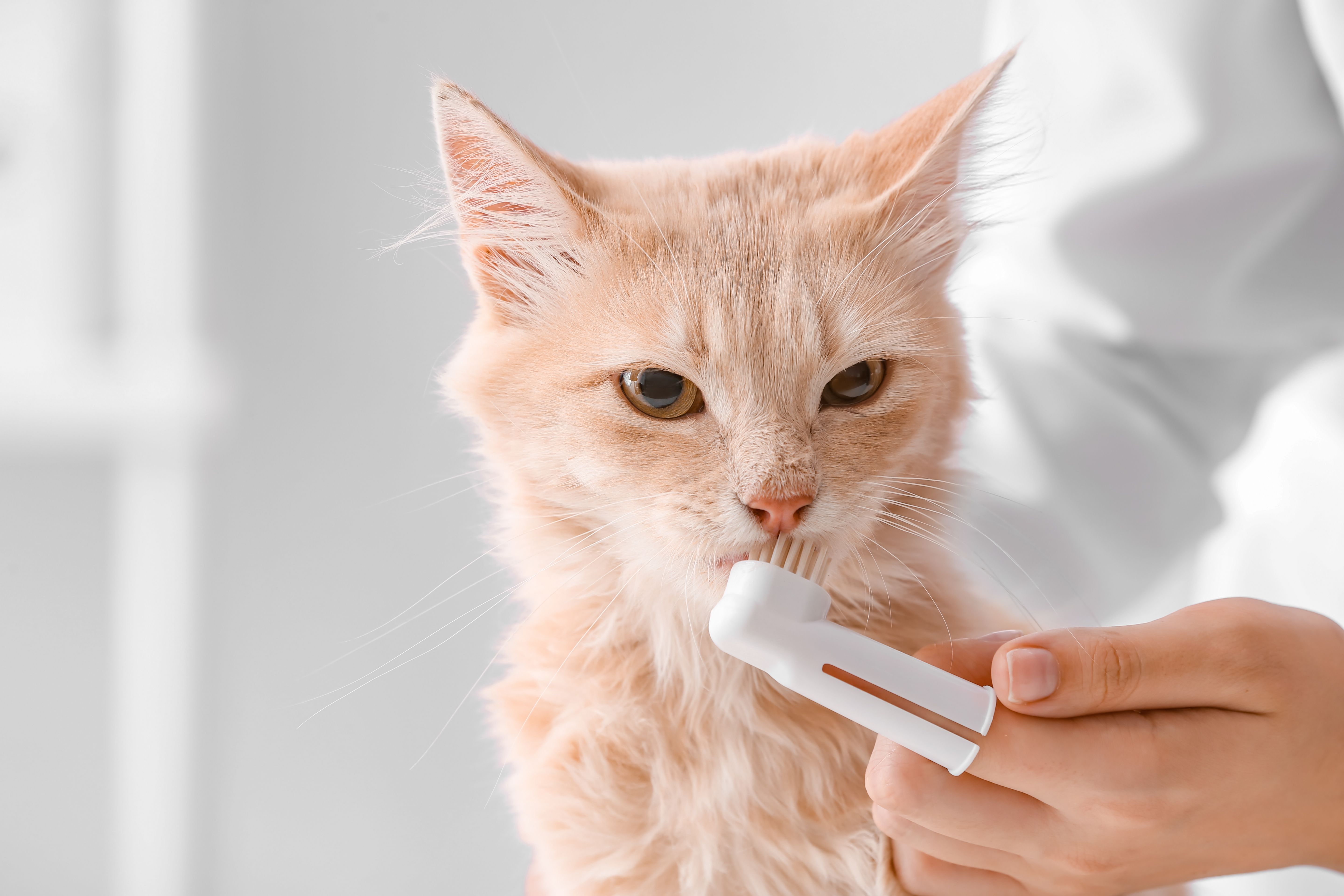 Pet Dental Care 101: At-Home Oral Health and Professional Cleanings Explained 